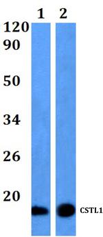 CSTL1 Polyclonal Antibody