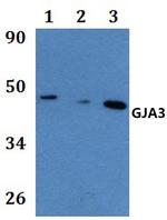 Connexin 46 Polyclonal Antibody
