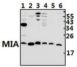 MIA Antibody in Western Blot (WB)
