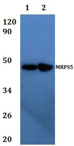 MRPS5 Antibody in Western Blot (WB)