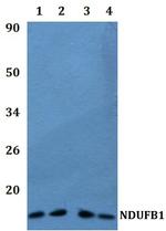 NDUFB1 Polyclonal Antibody