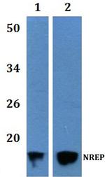 NREP Antibody in Western Blot (WB)
