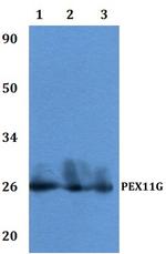PEX11G Polyclonal Antibody