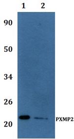 PXMP2 Polyclonal Antibody