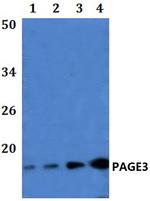 PAGE3 Polyclonal Antibody
