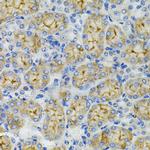 DEFB132 Antibody in Immunohistochemistry (Paraffin) (IHC (P))