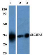 SLC25A5 Polyclonal Antibody