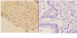 ABCA7 Antibody in Immunohistochemistry (Paraffin) (IHC (P))