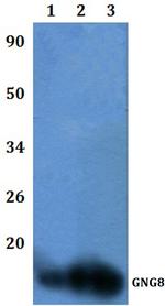 GNG8 Polyclonal Antibody