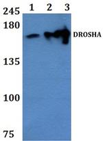 Drosha Polyclonal Antibody