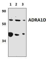 alpha-1d Adrenoceptor Polyclonal Antibody