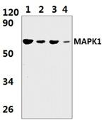 MAPK15 Polyclonal Antibody