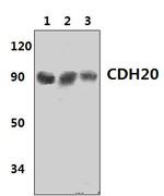 CDH20 Polyclonal Antibody