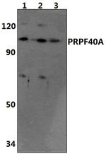 PRPF40A Antibody in Western Blot (WB)