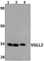 VGLL2 Polyclonal Antibody