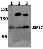 USP37 Polyclonal Antibody