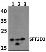 SFT2D3 Polyclonal Antibody