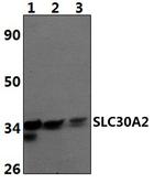 SLC30A2 Polyclonal Antibody