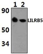 LILRB5 Polyclonal Antibody