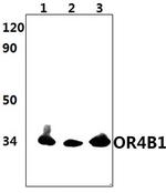 OR4B1 Polyclonal Antibody