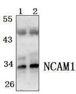 FGF5 Polyclonal Antibody