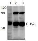 DUS2L Polyclonal Antibody