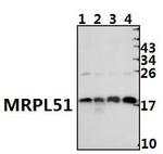 MRPL51 Antibody in Western Blot (WB)