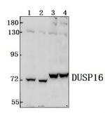 DUSP16 Polyclonal Antibody