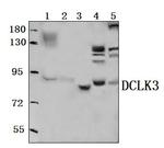 DCLK3 Polyclonal Antibody
