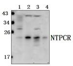 C1orf57 Polyclonal Antibody