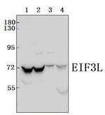 eIF3l Polyclonal Antibody