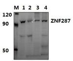 ZNF287 Polyclonal Antibody