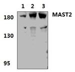MAST2 Polyclonal Antibody