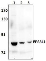 EPS8L1 Polyclonal Antibody