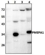 PMEPA1 Polyclonal Antibody