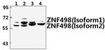 ZNF498 Antibody in Western Blot (WB)