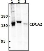 CDCA2 Polyclonal Antibody