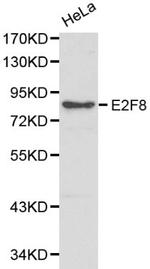 E2F8 Polyclonal Antibody