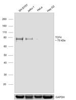 TCF4 Antibody in Western Blot (WB)