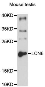 LCN6 Polyclonal Antibody