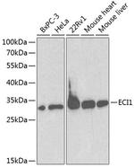 DCI Antibody in Western Blot (WB)