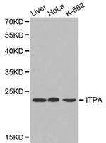 ITPA Polyclonal Antibody