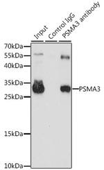 PSMA3 Antibody in Immunoprecipitation (IP)