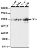 eIF5B Antibody in Western Blot (WB)