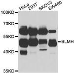 BLMH Antibody in Western Blot (WB)