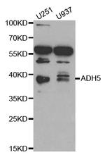 ADH5 Polyclonal Antibody