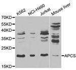 Serum Amyloid P Antibody in Western Blot (WB)