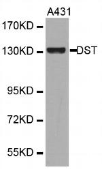 DST Polyclonal Antibody