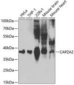 CAPZA2 Antibody in Western Blot (WB)