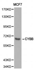 NOX2 Polyclonal Antibody